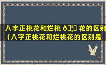 八字正桃花和烂桃 🦊 花的区别（八字正桃花和烂桃花的区别是 🐱 什么）